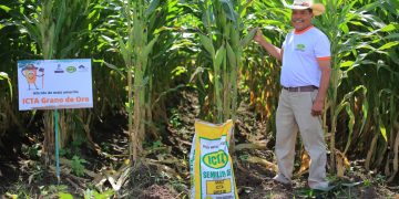 Más de 2 mil productores de maíz serán beneficiados con el lanzamiento de la semilla ICTA Grano de Oro