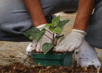 SBS implementa proyecto de siembra de pascuas para jóvenes en proceso de reinserción