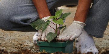 SBS implementa proyecto de siembra de pascuas para jóvenes en proceso de reinserción