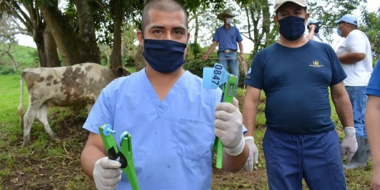 MAGA efectúa registro de productores bovinos en Jutiapa y Santa Rosa
