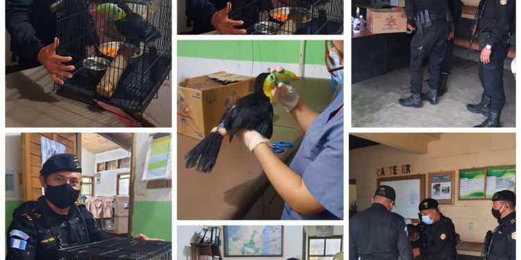 Diprona ha rescatado 337 ejemplares de distintas especies silvestres este año