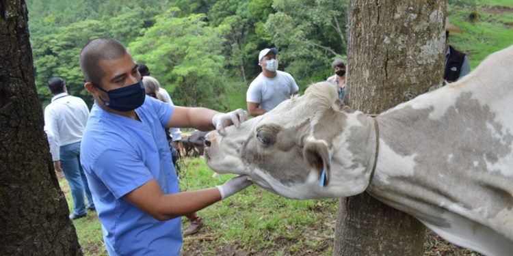 MAGA emite recomendaciones al sector agrícola y pecuario por lluvias