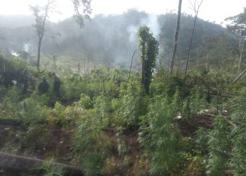 PNC erradica e incinera 52 mil matas de marihuana en Petén