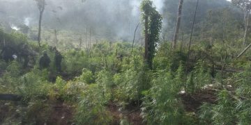 PNC erradica e incinera 52 mil matas de marihuana en Petén
