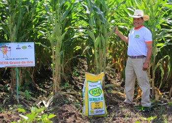 MAGA presenta nueva semilla de maíz en Baja Verapaz