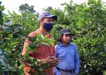 MAGA apoya a productores de limón persa en Petén