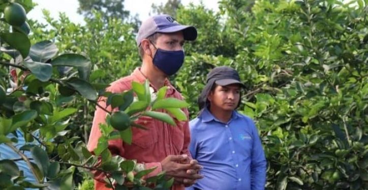 MAGA apoya a productores de limón persa en Petén