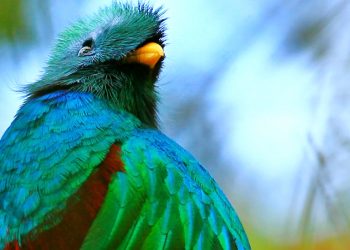 5 de septiembre, Día Nacional del Quetzal