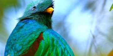 5 de septiembre, Día Nacional del Quetzal