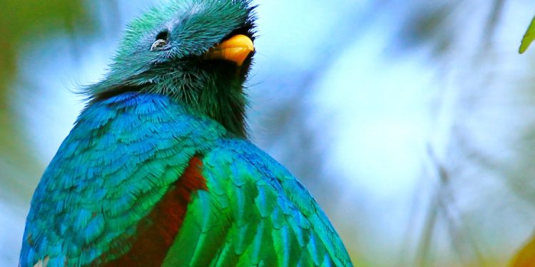 5 de septiembre, Día Nacional del Quetzal