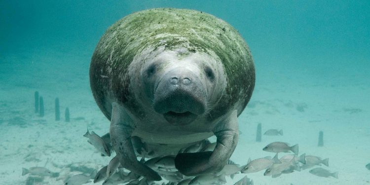 CONAP continúa con acciones para la conservación del manatí
