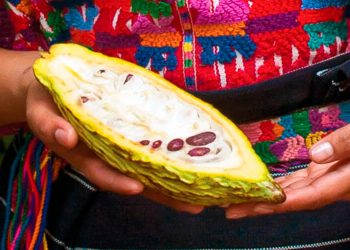 Promoverán competitividad de cadena de valor del cacao diferenciado