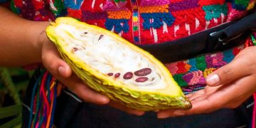 Promoverán competitividad de cadena de valor del cacao diferenciado