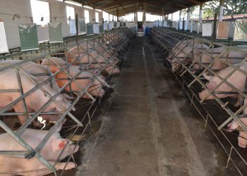 Guatemala busca ser reconocida por acciones que erradicaron peste porcina