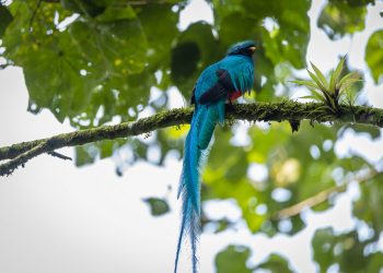 Día Nacional del Quetzal: Conap inaugura exposición virtual del ave