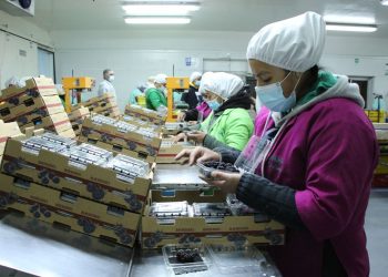 MAGA reafirma compromiso de promover innovación tecnológica en sector agrícola