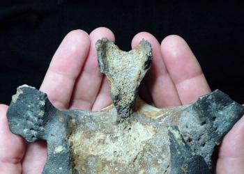 Estudio demuestra que delfines suramericanos sobrevivieron a extinción masiva