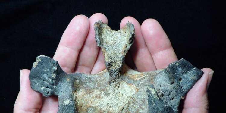 Estudio demuestra que delfines suramericanos sobrevivieron a extinción masiva