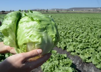 Guatemala y Ecuador concluyen negociaciones para comercializar productos libres de aranceles