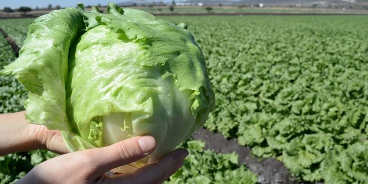 Guatemala y Ecuador concluyen negociaciones para comercializar productos libres de aranceles