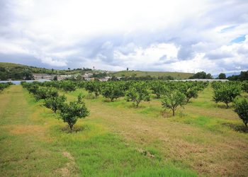 Guatemala e Israel impulsan la innovación agropecuaria