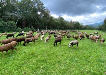 MAGA se enfoca en nutrición animal en seminario de agricultura orgánica