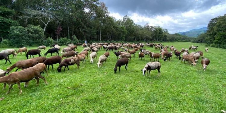MAGA se enfoca en nutrición animal en seminario de agricultura orgánica
