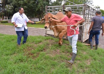 MAGA trabaja para establecer corrales cuarentenarios en Petén