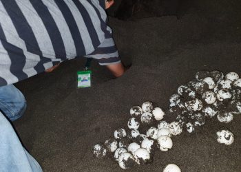 Cierre de playas en Santa Rosa permite recolectar 3 mil 341 huevos de tortuga marina