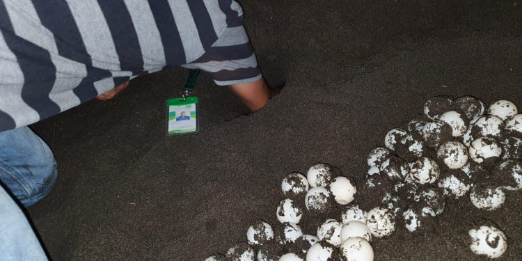 Cierre de playas en Santa Rosa permite recolectar 3 mil 341 huevos de tortuga marina