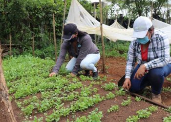 Fonagro otorga fondos para efectuar siete proyectos agropecuarios