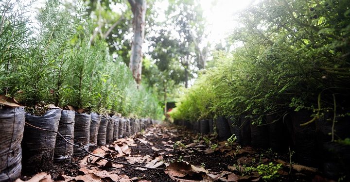 Ministerio de Ambiente supera meta de reforestación de 2021