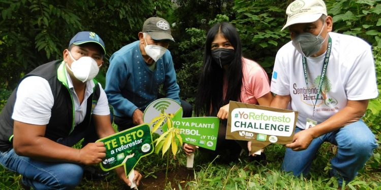 Sembrando Huella concluye y registra 412 mil 227 árboles plantados