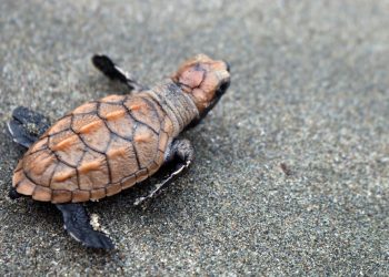 Anuncian cierre temporal de playas por recolección de huevos de tortuga marina