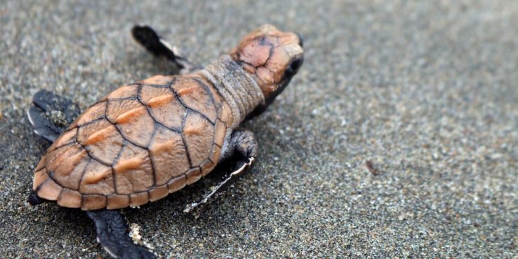 Anuncian cierre temporal de playas por recolección de huevos de tortuga marina
