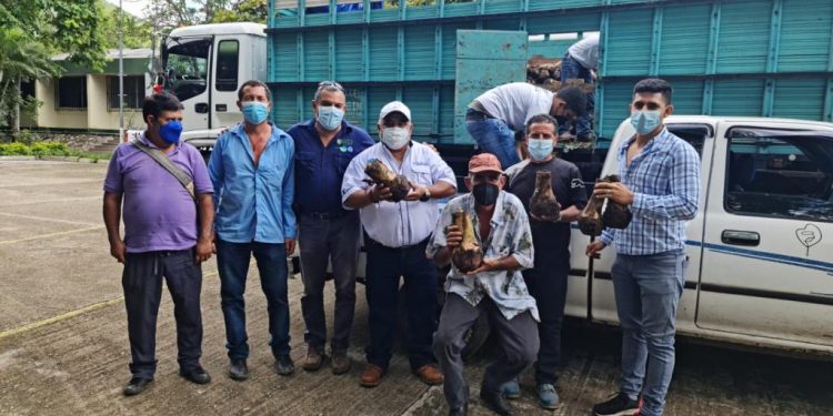 MAGA promueve cultivo de plátano en Jutiapa