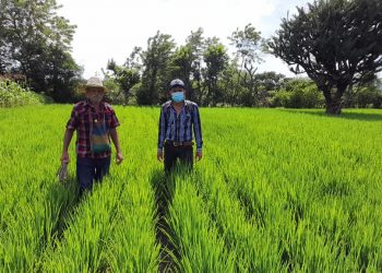 MAGA verifica plantaciones de arroz mejorado en El Progreso, Jutiapa