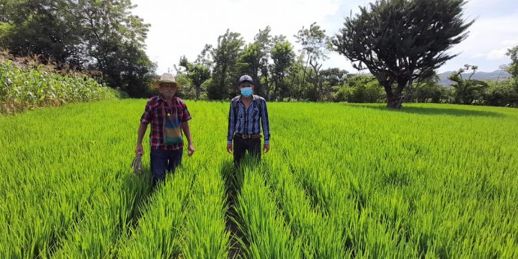MAGA verifica plantaciones de arroz mejorado en El Progreso, Jutiapa