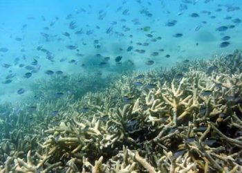 El gran desafío del rescate de los arrecifes del Caribe mexicano