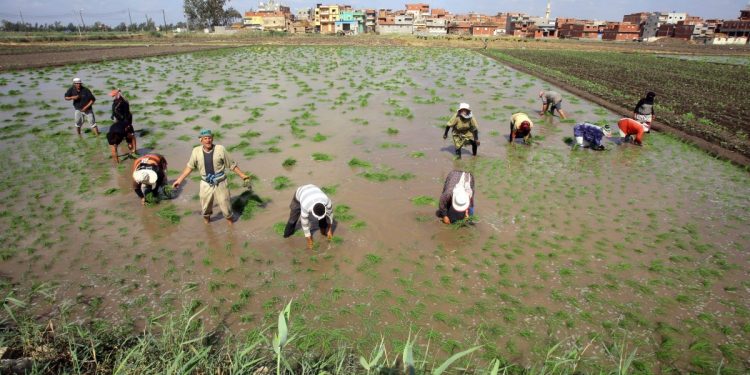 Egipto apuesta por el reciclaje del agua ante la amenaza de la escasez