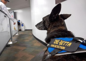 Cobra y One-Betta, las detectoras de COVID-19 en el aeropuerto de Miami