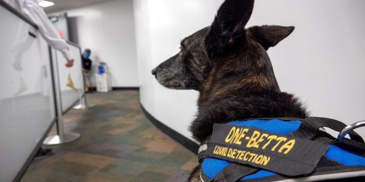 Cobra y One-Betta, las detectoras de COVID-19 en el aeropuerto de Miami