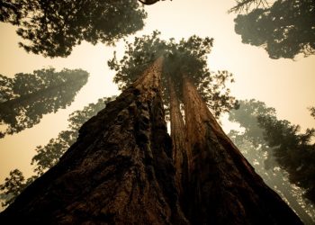 Miles de bomberos tratan de proteger del fuego a las secuoyas californianas
