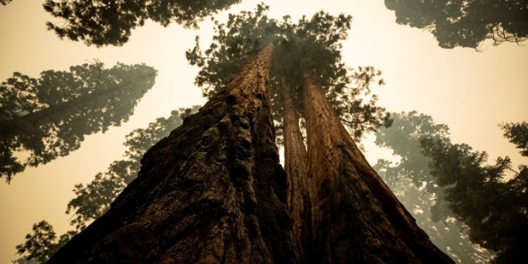 Miles de bomberos tratan de proteger del fuego a las secuoyas californianas