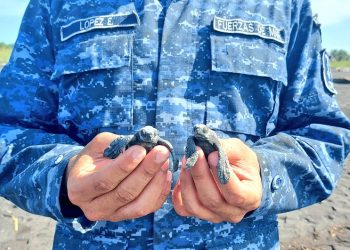 Soldados apoyan en la liberación de tortugas en el Pacífico del país