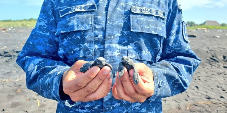 Soldados apoyan en la liberación de tortugas en el Pacífico del país
