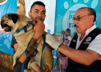 Campaña de vacunación antirrábica canina. / Foto: DCA.