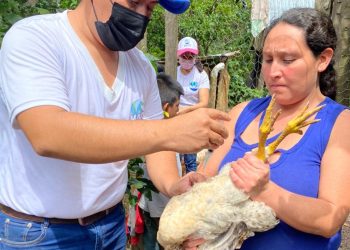 Brigadas de sanidad avícola realizan jornada de vacunación en San Marcos