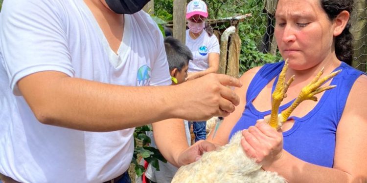 Brigadas de sanidad avícola realizan jornada de vacunación en San Marcos