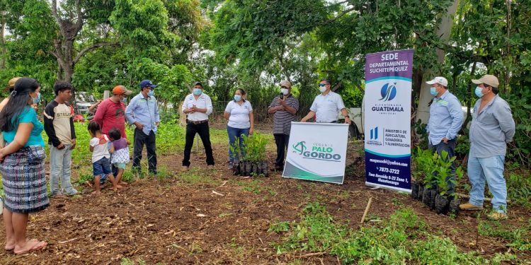 MAGA e Ingenio Palo Gordo entregan 800 plantas de jocote en Suchitepéquez